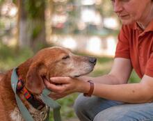 MONA, Hund, Mischlingshund in Ukraine - Bild 7