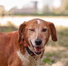 MONA, Hund, Mischlingshund in Ukraine - Bild 8
