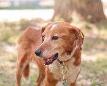 MONA, Hund, Mischlingshund in Ukraine - Bild 9