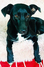 ROBBY, Hund, Mischlingshund in Italien - Bild 1