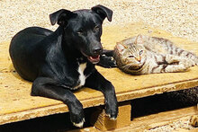 ROBBY, Hund, Mischlingshund in Italien - Bild 2
