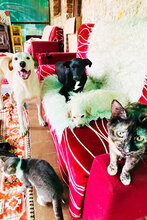 ROBBY, Hund, Mischlingshund in Italien - Bild 3