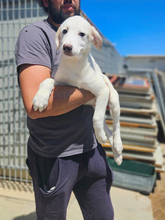 MARILIA, Hund, Mischlingshund in Italien - Bild 1