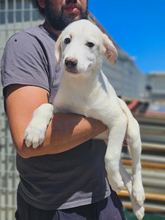 MARILIA, Hund, Mischlingshund in Italien - Bild 2