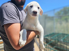 MARILIA, Hund, Mischlingshund in Italien - Bild 3