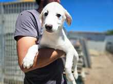 MARILIA, Hund, Mischlingshund in Italien - Bild 4