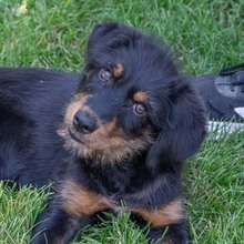 BALTO, Hund, Mischlingshund in Spanien - Bild 1