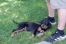 BALTO, Hund, Mischlingshund in Spanien - Bild 10