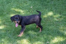 BALTO, Hund, Mischlingshund in Spanien - Bild 11