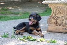 BALTO, Hund, Mischlingshund in Spanien - Bild 12