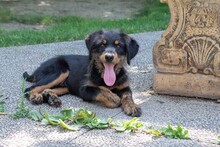 BALTO, Hund, Mischlingshund in Spanien - Bild 14