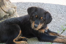 BALTO, Hund, Mischlingshund in Spanien - Bild 15