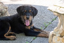 BALTO, Hund, Mischlingshund in Spanien - Bild 16