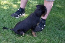 BALTO, Hund, Mischlingshund in Spanien - Bild 17