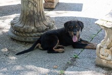 BALTO, Hund, Mischlingshund in Spanien - Bild 18