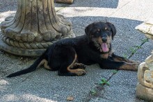 BALTO, Hund, Mischlingshund in Spanien - Bild 19