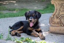 BALTO, Hund, Mischlingshund in Spanien - Bild 2