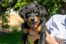 BALTO, Hund, Mischlingshund in Spanien - Bild 20