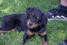 BALTO, Hund, Mischlingshund in Spanien - Bild 3