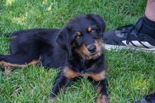 BALTO, Hund, Mischlingshund in Spanien - Bild 4