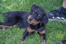 BALTO, Hund, Mischlingshund in Spanien - Bild 5