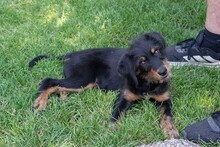 BALTO, Hund, Mischlingshund in Spanien - Bild 6