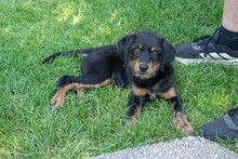 BALTO, Hund, Mischlingshund in Spanien - Bild 7