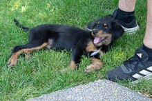 BALTO, Hund, Mischlingshund in Spanien - Bild 8