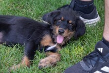 BALTO, Hund, Mischlingshund in Spanien - Bild 9