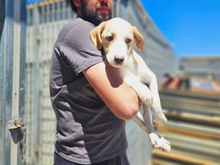 MARIUS, Hund, Mischlingshund in Italien - Bild 1