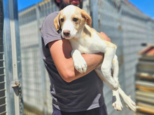 MARIUS, Hund, Mischlingshund in Italien - Bild 2