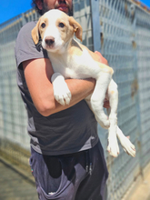 MARIUS, Hund, Mischlingshund in Italien - Bild 3
