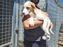 MARIUS, Hund, Mischlingshund in Italien - Bild 4