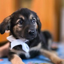 OPAL, Hund, Mischlingshund in Rumänien - Bild 1