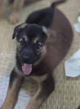 OPAL, Hund, Mischlingshund in Rumänien - Bild 10