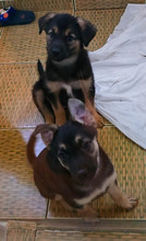 OPAL, Hund, Mischlingshund in Rumänien - Bild 12