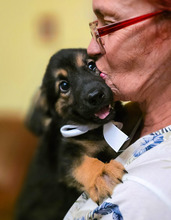 OPAL, Hund, Mischlingshund in Rumänien - Bild 13
