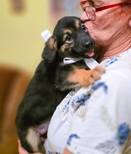 OPAL, Hund, Mischlingshund in Rumänien - Bild 14