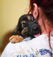 OPAL, Hund, Mischlingshund in Rumänien - Bild 15