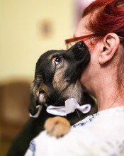 OPAL, Hund, Mischlingshund in Rumänien - Bild 16