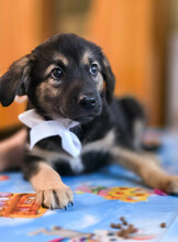 OPAL, Hund, Mischlingshund in Rumänien - Bild 17