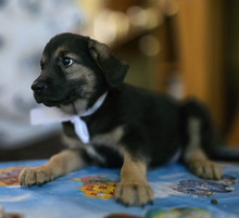OPAL, Hund, Mischlingshund in Rumänien - Bild 18