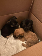 OPAL, Hund, Mischlingshund in Rumänien - Bild 19