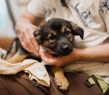 OPAL, Hund, Mischlingshund in Rumänien - Bild 2