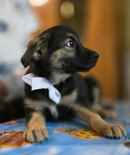 OPAL, Hund, Mischlingshund in Rumänien - Bild 3