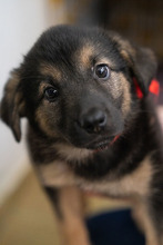 OPAL, Hund, Mischlingshund in Rumänien - Bild 4