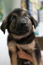 OPAL, Hund, Mischlingshund in Rumänien - Bild 5