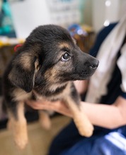 OPAL, Hund, Mischlingshund in Rumänien - Bild 8