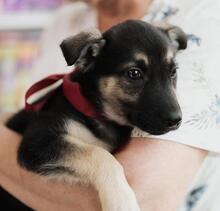 OFELIA, Hund, Mischlingshund in Rumänien - Bild 1