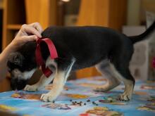 OFELIA, Hund, Mischlingshund in Rumänien - Bild 11